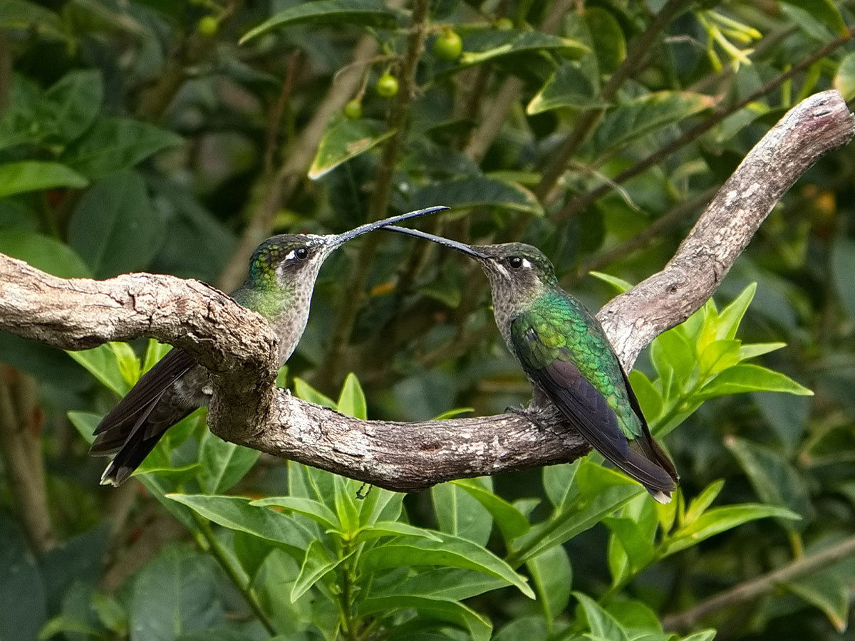 Talamanca Hummingbirds (female)