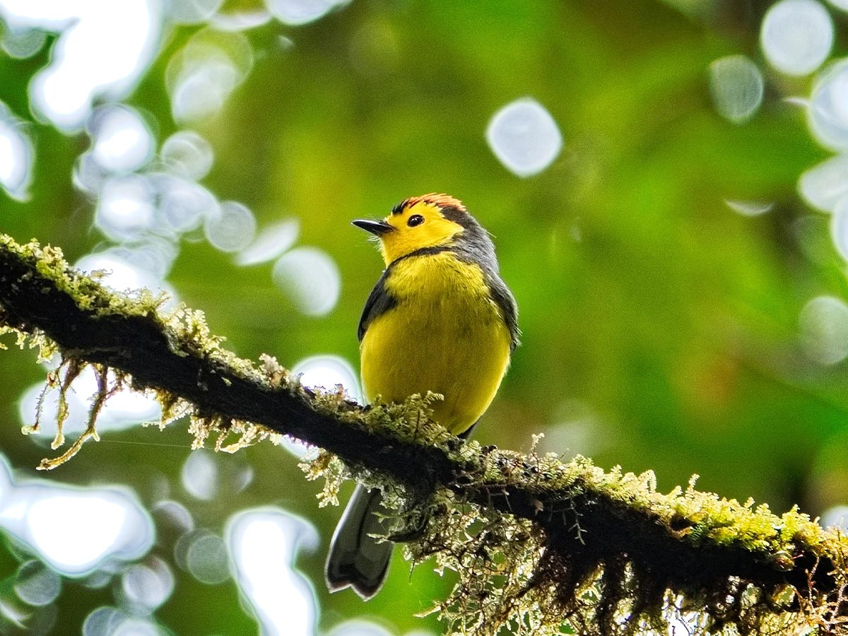 Collared-Redstart