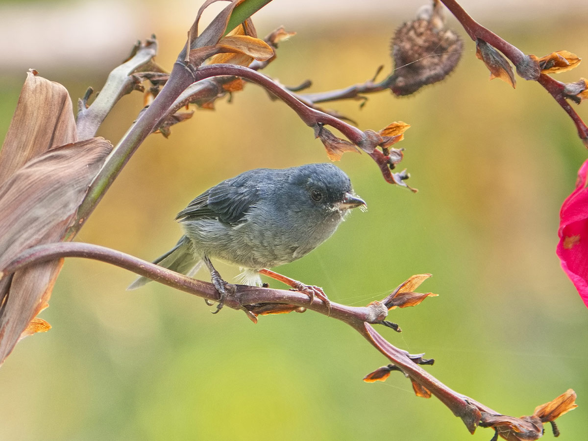Slaty Flower-Piercer