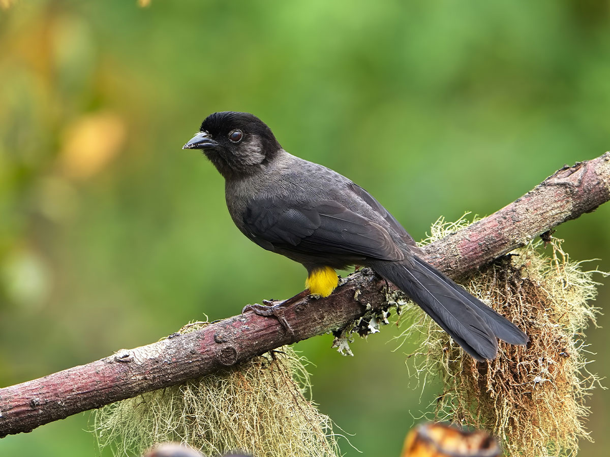 Yellow-Thighed Finch