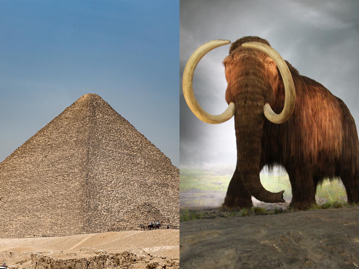 Great Pyramid Of Giza And Woolly Mammoths