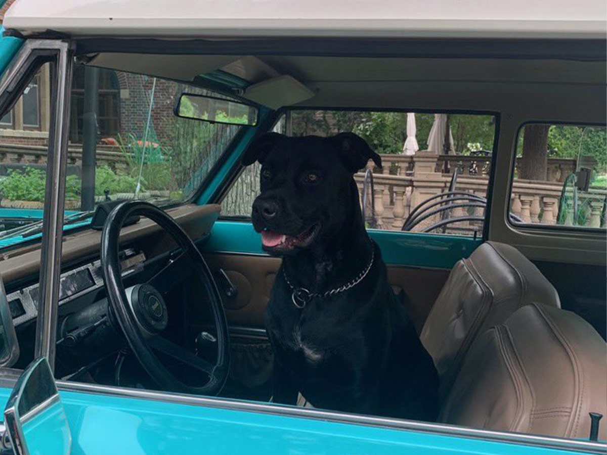 He Likes Vintage Cars and Cute Pups