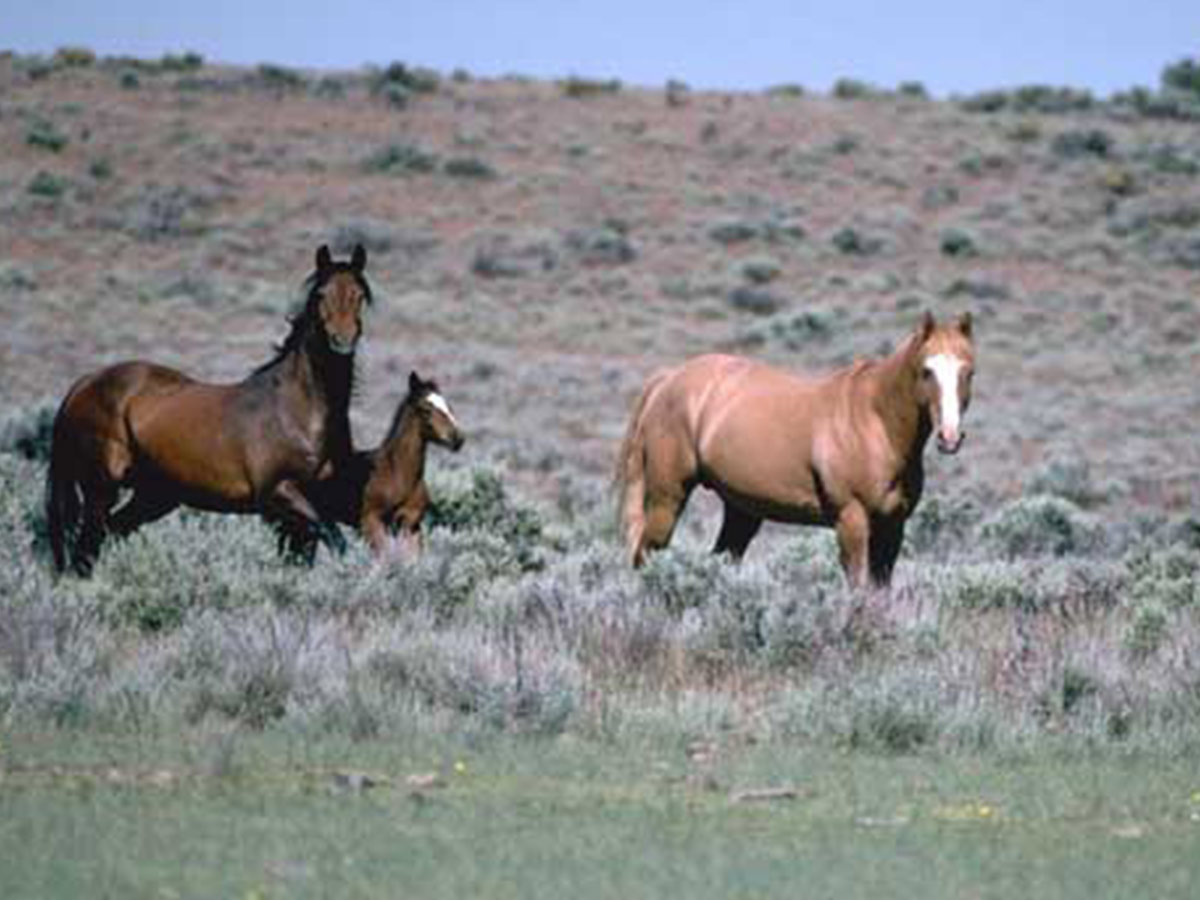 Horse Domestication