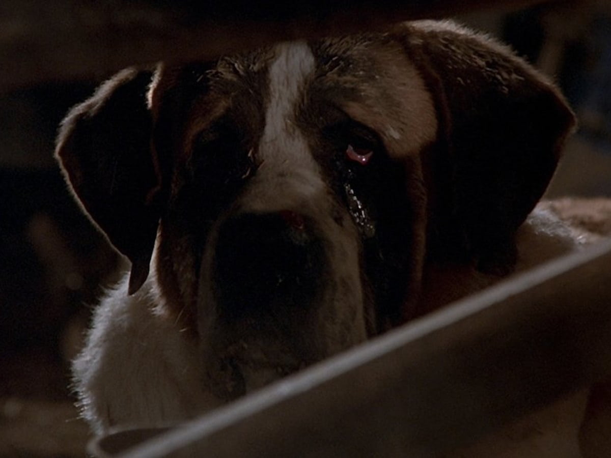 Cujo