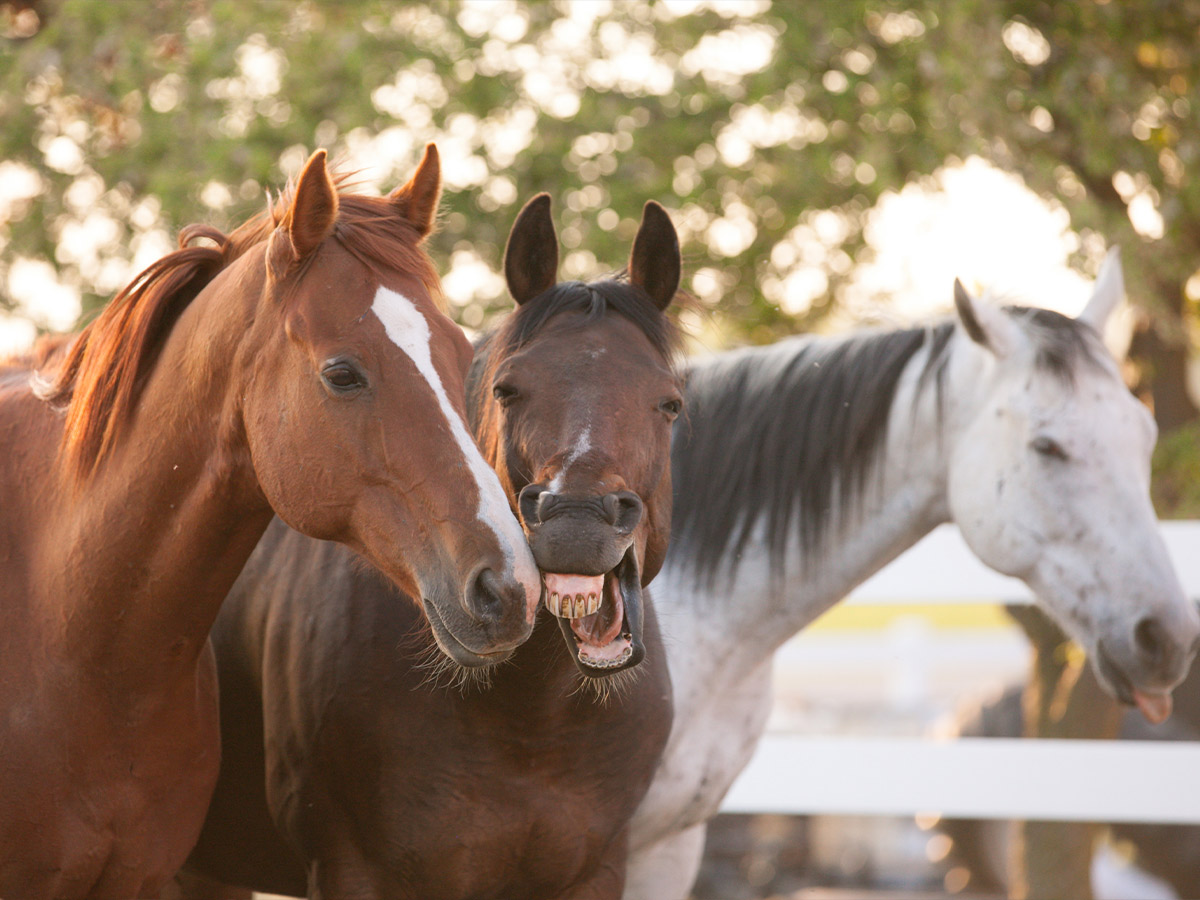 He Loves Horses