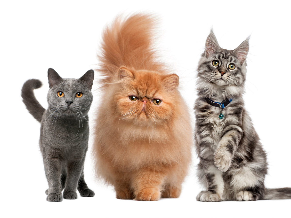 National Cat Herders Day