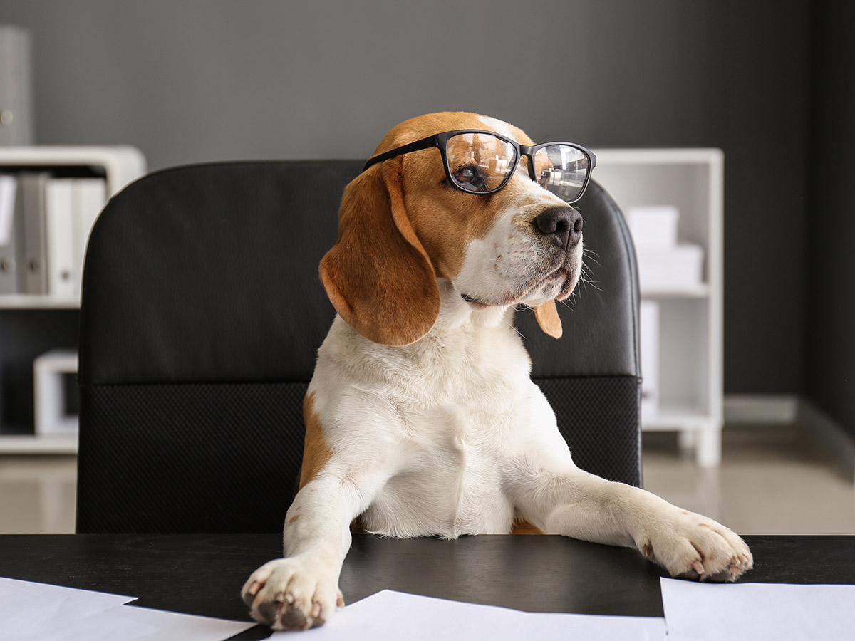 National Take Your Dog to Work Day