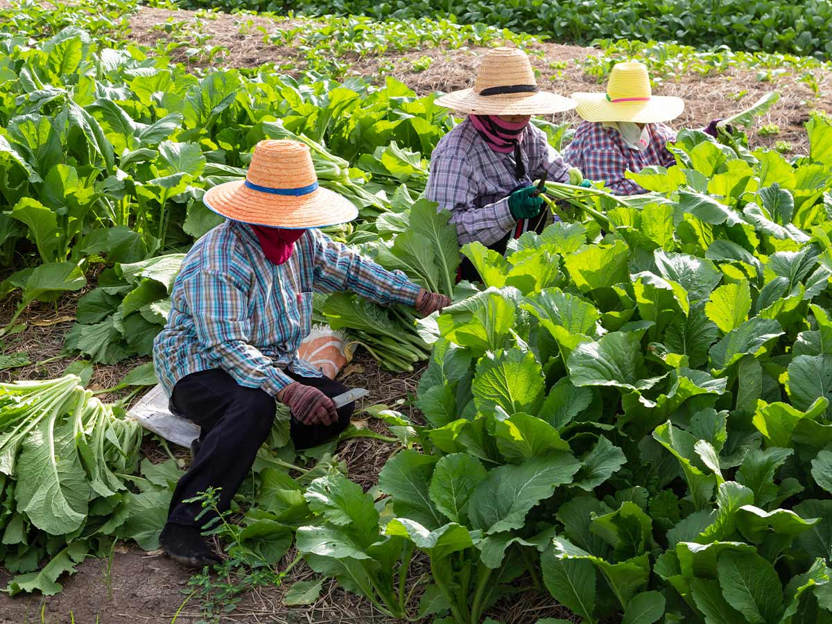 California — Farmworkers