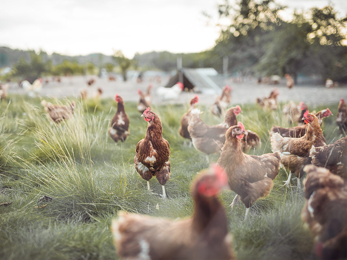 Colorado's Cage-Free Eggs