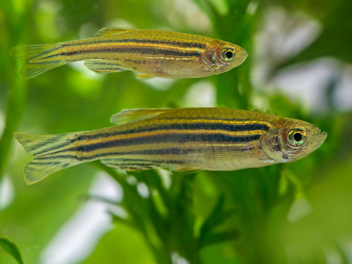 Zebrafish Nicotine Addiction