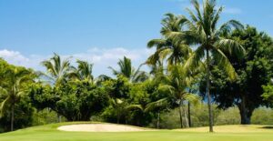 a golf course with many tropical palm trees