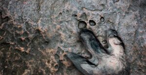 Prehistoric Fossils Found by a Science Teacher in Alabama Coal Mine