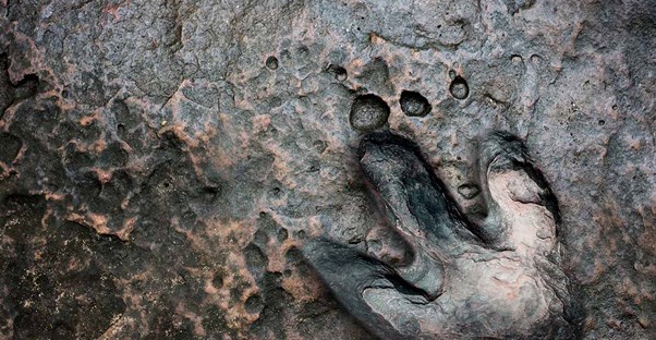 Prehistoric Fossils Found by a Science Teacher in Alabama Coal Mine