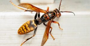 Radioactive Wasp Nest Found at Site Where US Once Made Nuclear Bombs