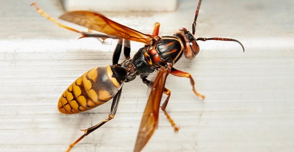 Radioactive Wasp Nest Found at Site Where US Once Made Nuclear Bombs