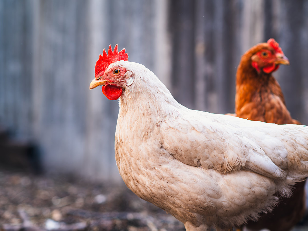 Raising Chickens