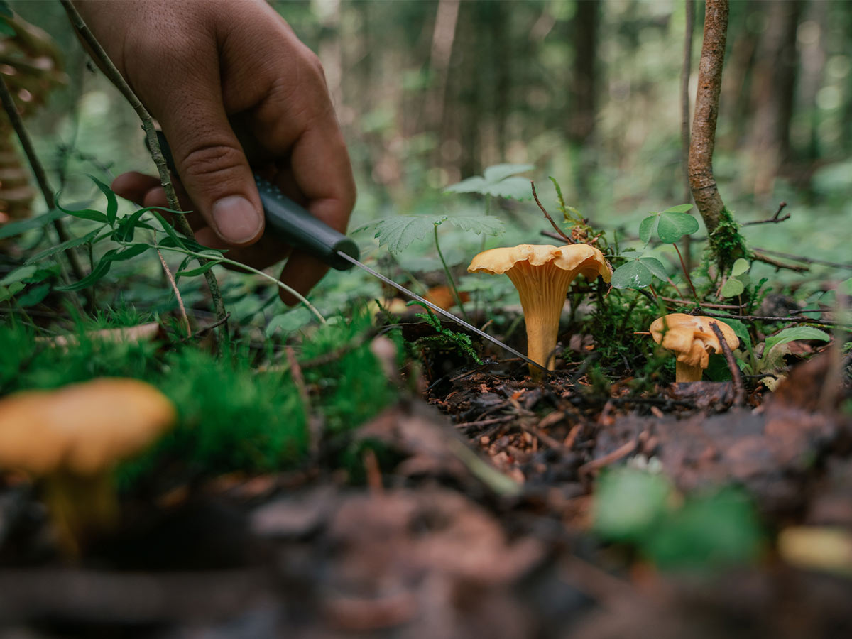 Foraging