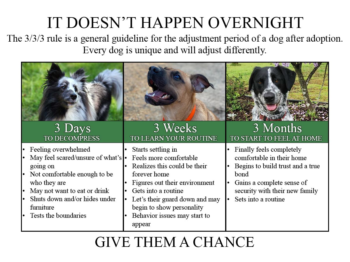 Dog Adoption