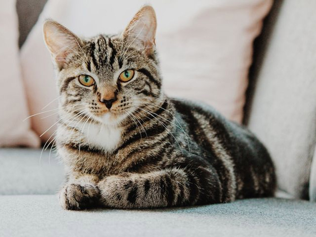 Meowing Mayor