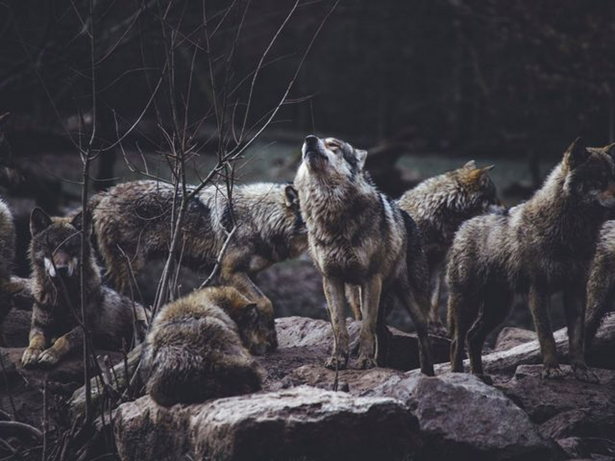 Alpha Energy