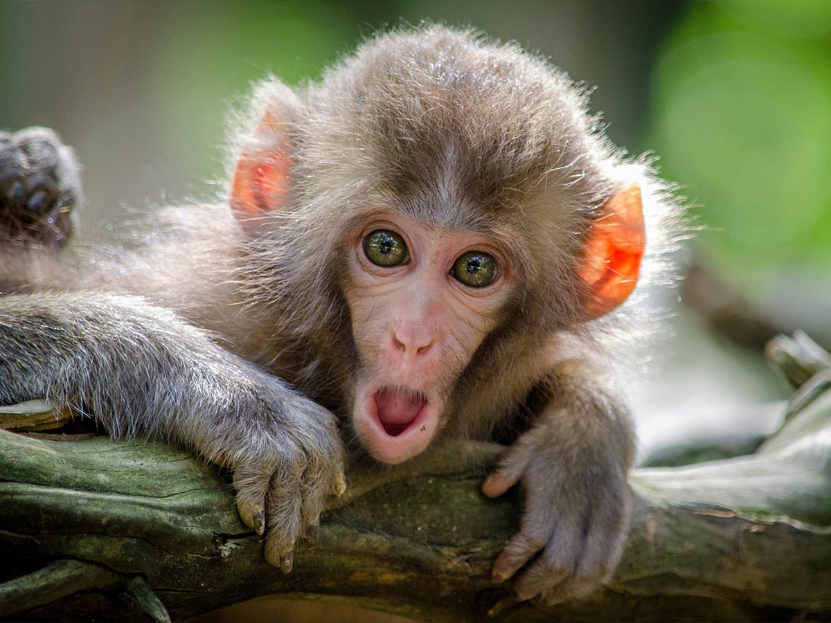 Monkey Business