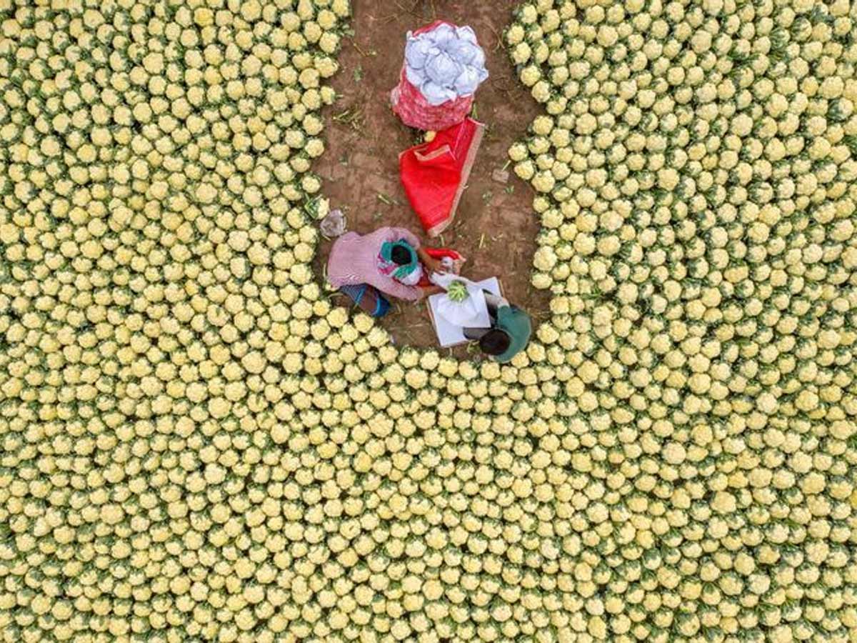 Five A Day