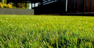 Things You Can't Keep in Your Yard Without a Permit