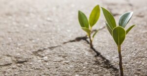 young plants sprout symbolizing the renewal of addiction treatments