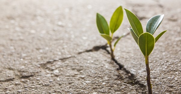 young plants sprout symbolizing the renewal of addiction treatments