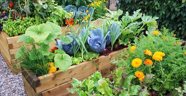 raised planters full of vegetables ready for picking