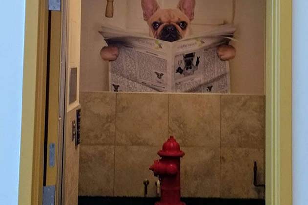 They put so much effort into this, and the dogs won't even notice.