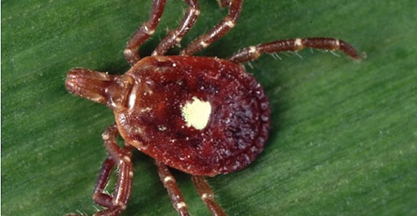 a tick with rocky mountain spotting fever
