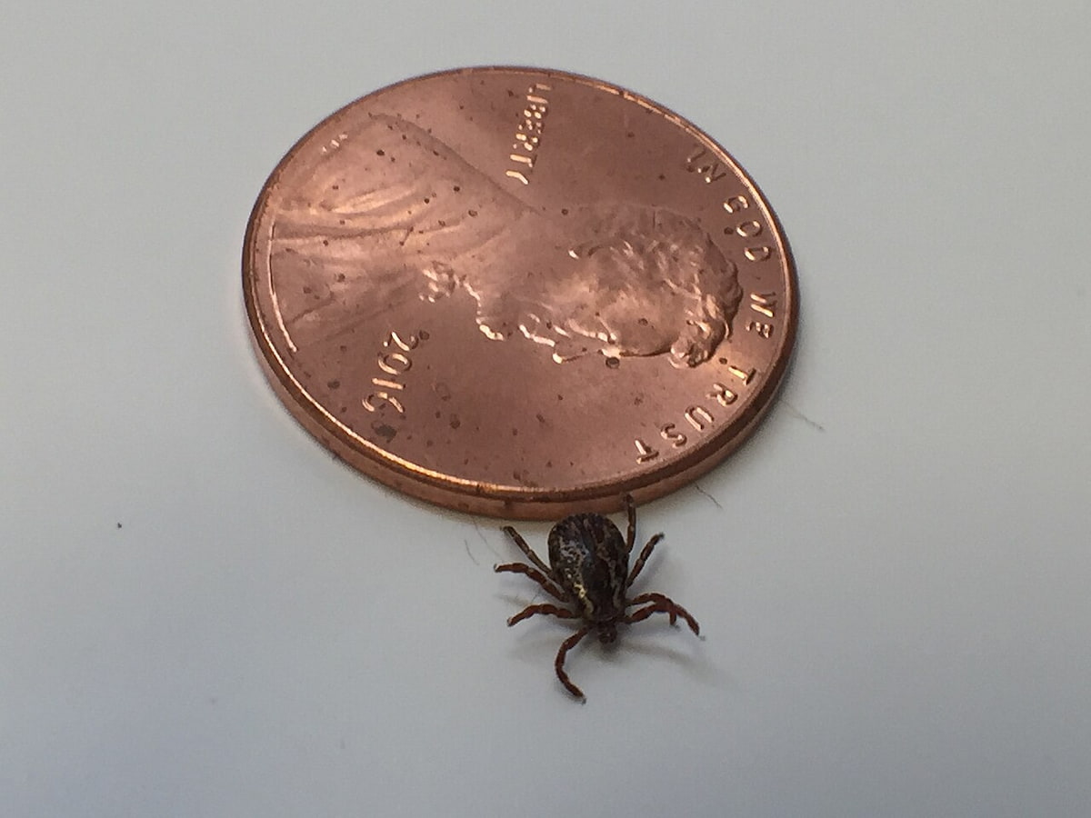 Lyme Disease
