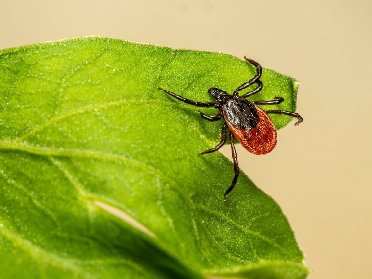 Powassan Virus