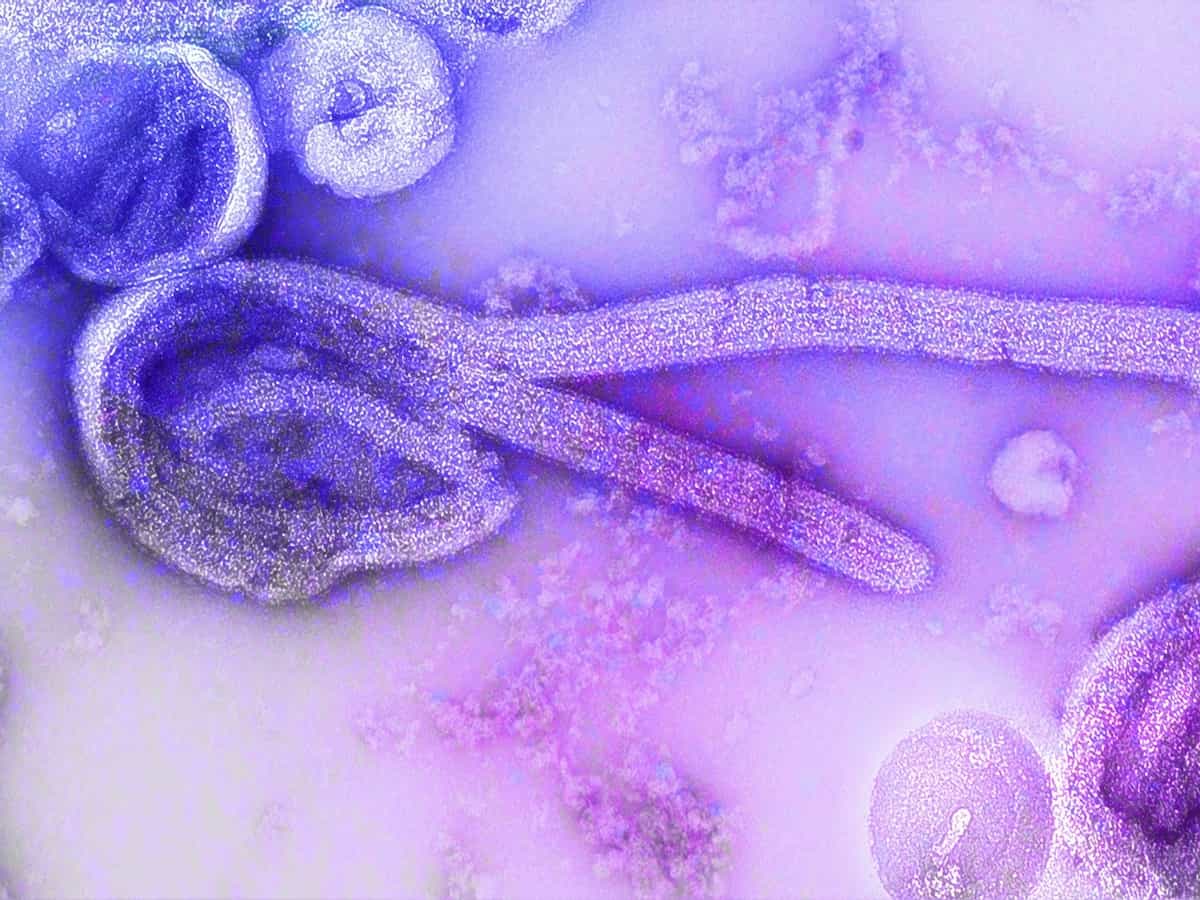 Heartland Virus