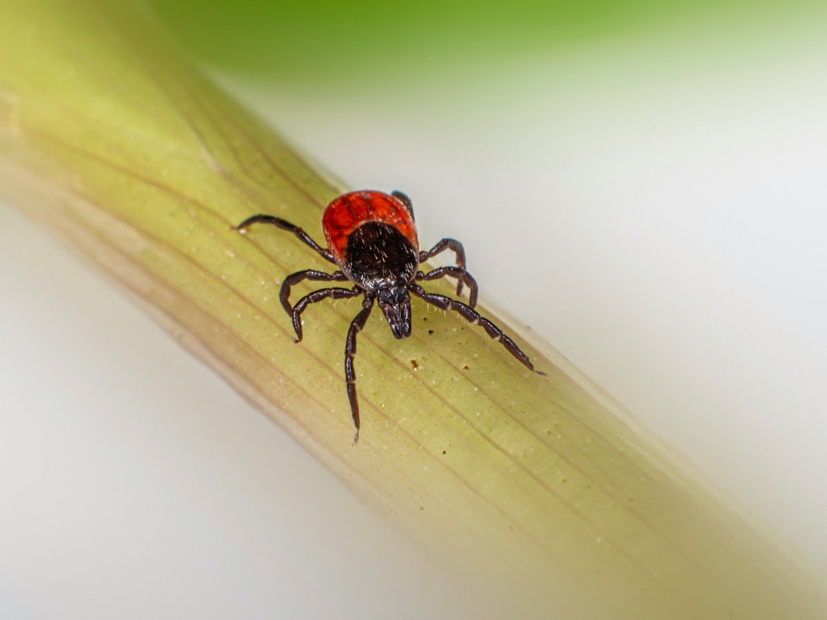 Tick-Borne Encephalitis