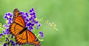 a monarch butterfly sits on purple flowers