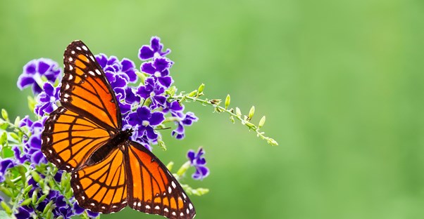 a monarch butterfly sits on purple flowers