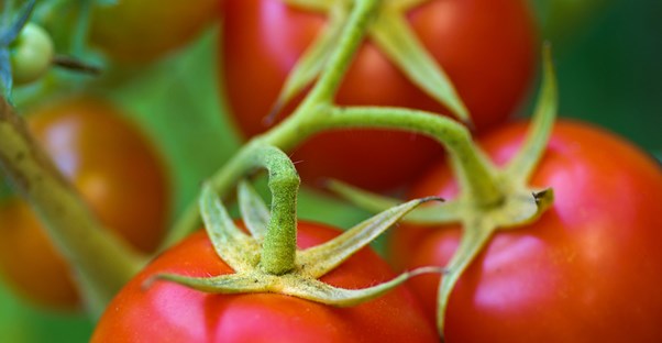 a cluster of tomatoes