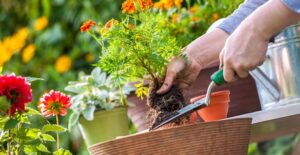 a gardener planting in the backyard
