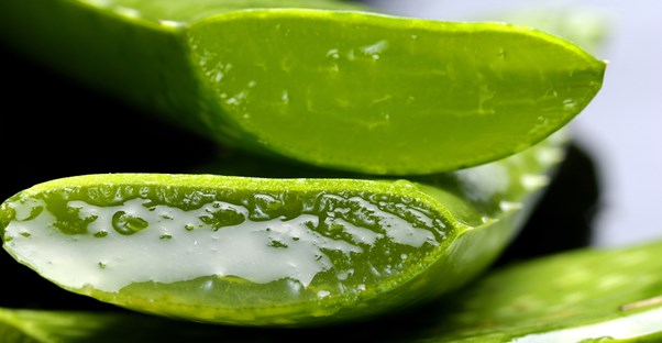 a cross section of an aloe vera plant