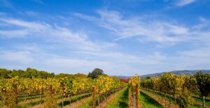 multiple rows of grapes at a napa valley winery