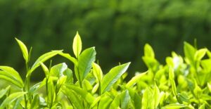 sprouting herbs are bathed in sunlight