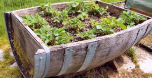 an old oak barrell has been turned into an herb garden