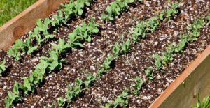 a raised bed garden full of herbs