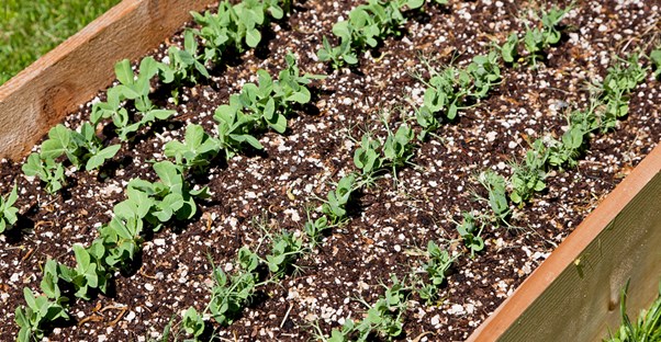 a raised bed garden full of herbs