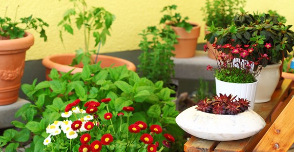 small containers and plants dot a balcony
