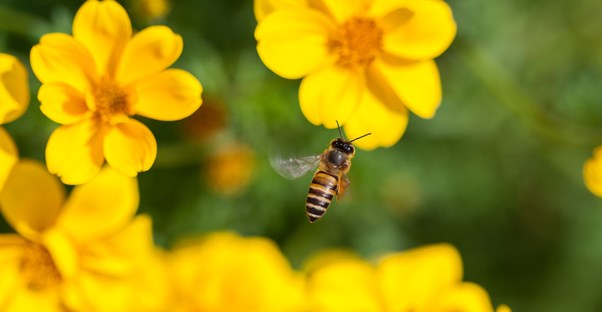 a bee lands excitedly on a nearby flower