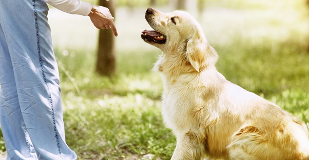 an owner teaches a dog to stay