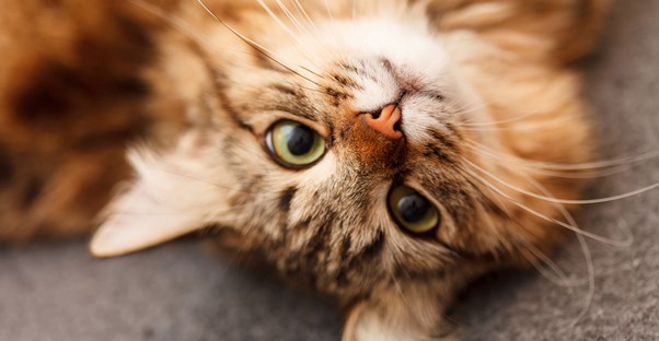 a cat stares upward at the viewer